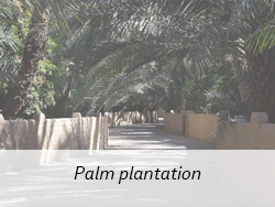  palm UAE